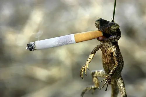 Lagarto Fumante