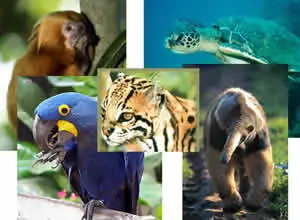 Lista de Animais em Extinção