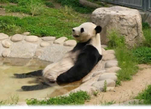 Panda na Piscina