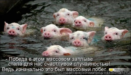 Porcos Nadadores