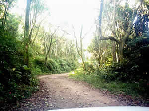 Serra da Cantareira