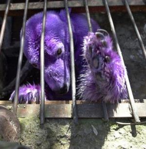 Urso Polar Roxo