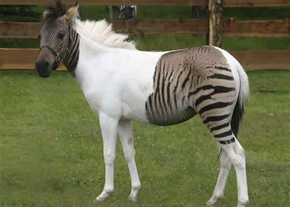 Zebra ou Cavalo!?