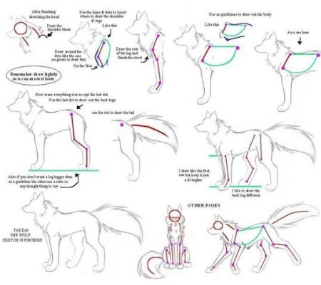 Anatomia do Lobo 