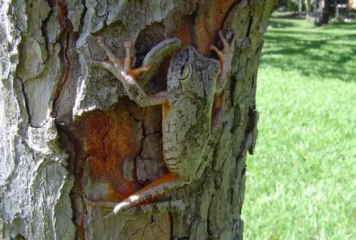 Anfíbio Camuflado na Árvore 