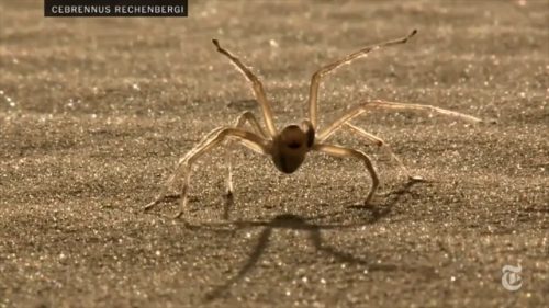 Aranha do Deserto