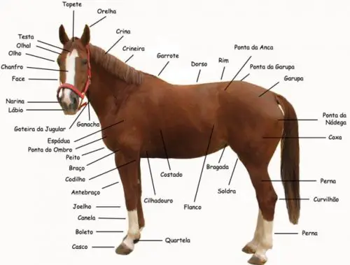 Características do Cavalo 