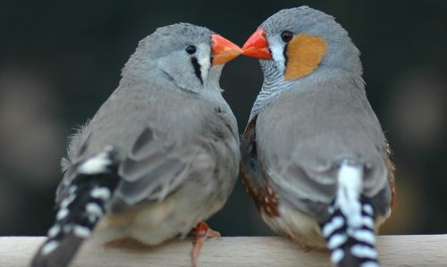 Casal de Pássaros 