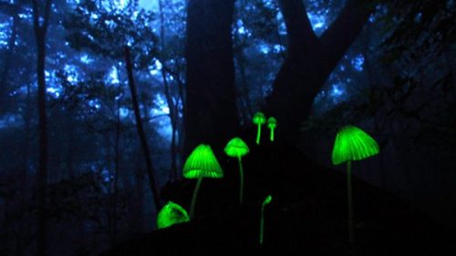 Cogumelos Luminosos 