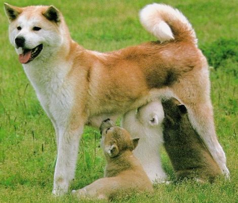 Cão Doméstico