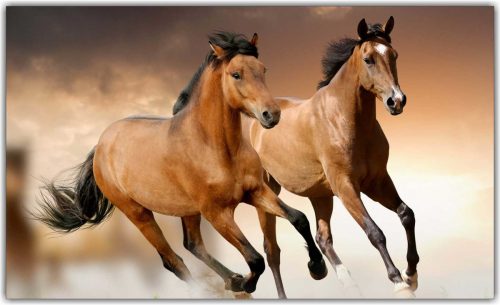 Dois Cavalos Correndo 