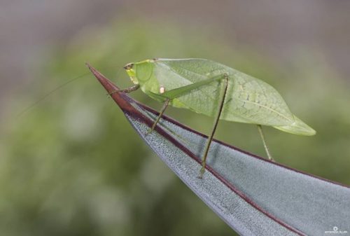 Esperança (Tettigoniidae)