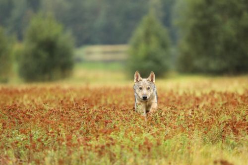 Filhote de Lobo Eurasiático