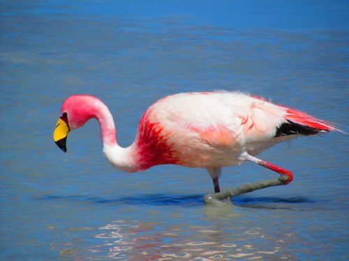 Flamingo na Beira da Praia 