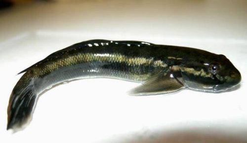 Gobião de Stimpson (Sicyopterus stimpsoni)