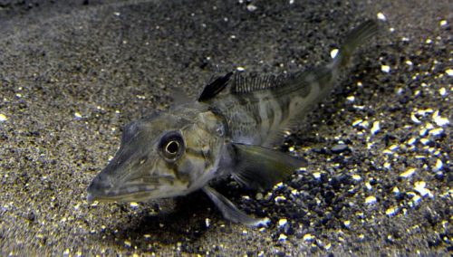 Icefish Ocellated (Chionodraco rastrospinosus)