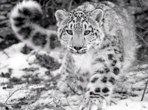Leopardo da Neve