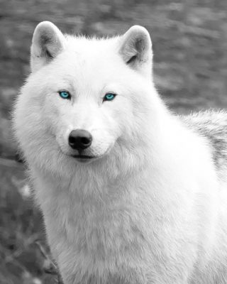 Lobo Branco