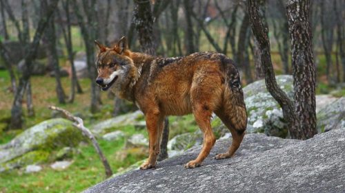 Lobo Ibérico