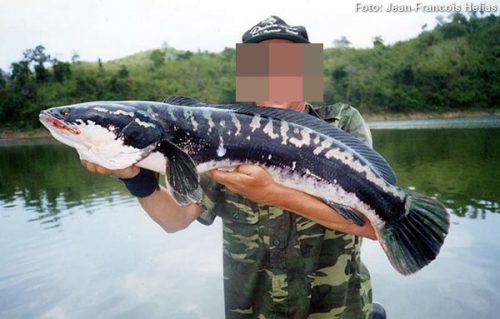 Peixe Cabeça-de-Cobra (Channa micropeltes)