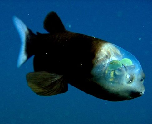 Peixe-Fantasma (Macropinna micróstoma) 