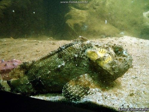 Peixe-Pedra (Notesthes robusta)