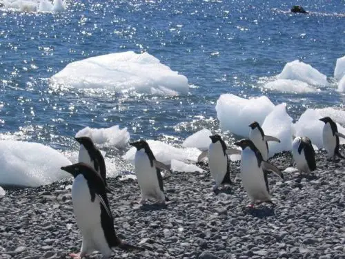 Piguins na Antártica 