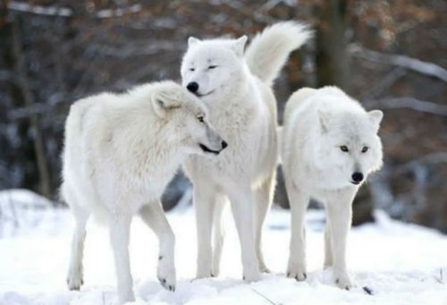 Três Lobos Brancos na Neve 