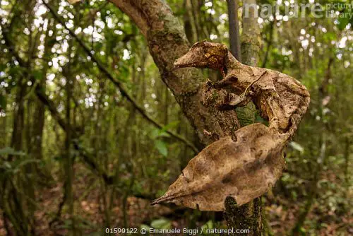 Uroplatus Geckos