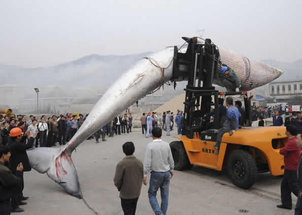 Baleia Morta na China
