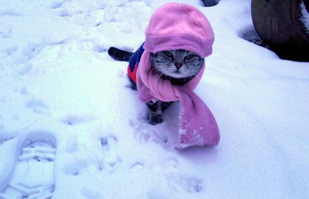 Gato da Neve