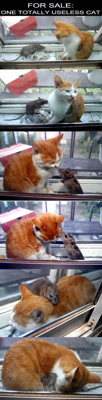 Amor entre gato e rato