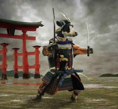 Vaca Samurai