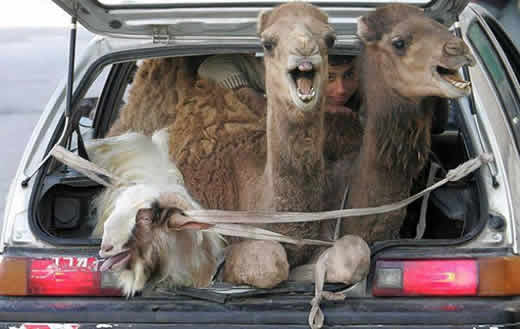 Camelos em 4 Rodas