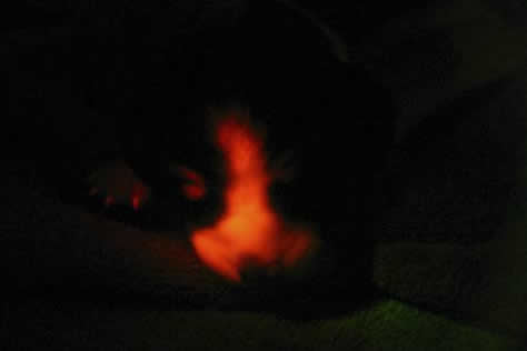 Cachorro Clonado no Escuro fica Fluorescente