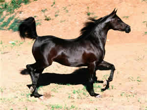 Cavalo Árabe