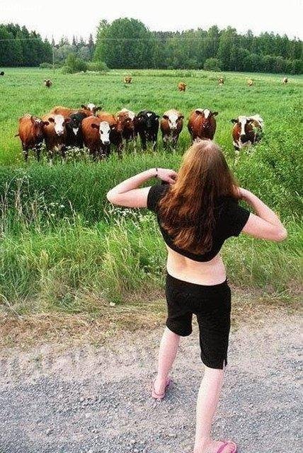 Como Impressionar Vacas
