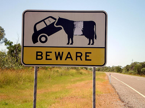 Cuidado com a Vaca