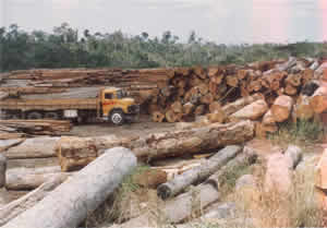 A Questão Ambiental