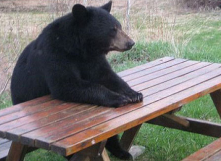 Esperando a comida