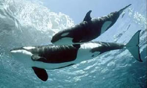 Orca ou Balei Assassina