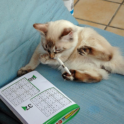 Gato fazendo sudoku