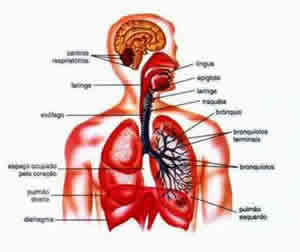 Anatomia