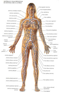 Anatomia