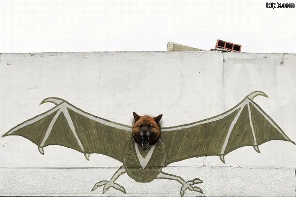 Morcego Cachorro
