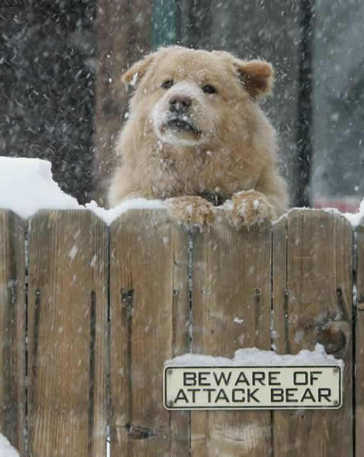 Cachorro Urso