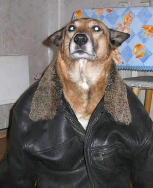 Cachorro Fashion