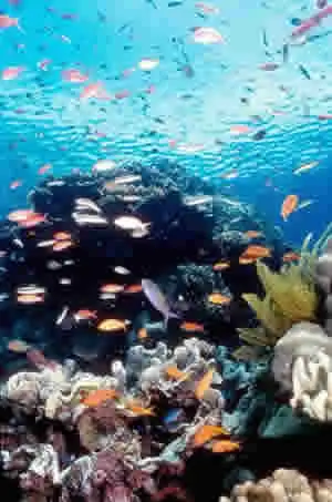 Alteração Climática pode Acabar com Corais