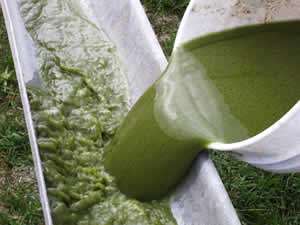 Biodiesel Algae