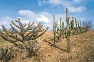 Caatinga